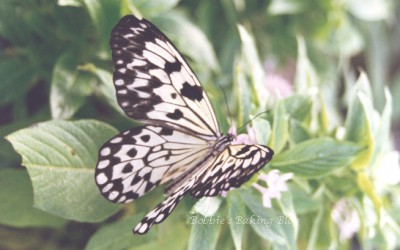 The Miracle of Nature, a Recipe for Life