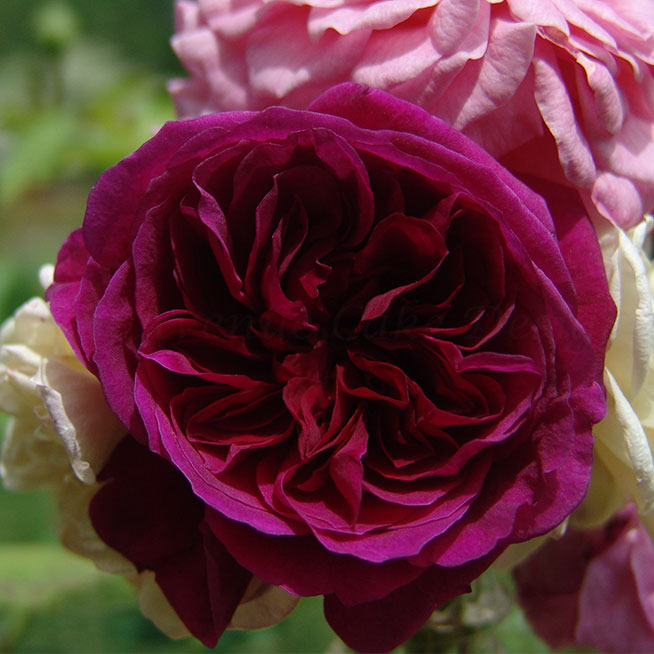 Heirloom rose from Bobbie Noto's garden